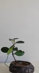 Pruning Methods for Bonsai Ficus (Techniques to Promote Healthier Growth of Bonsai Ficus)0