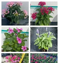 Five-star flower is cold-resistant, winter care tips are revealed (How to take care of five-star flowers in the cold season to ensure they have a comfortable winter?)0