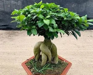 Pruning Methods for Bonsai Ficus (Techniques to Promote Healthier Growth of Bonsai Ficus)1