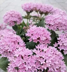 Five-star flower is cold-resistant, winter care tips are revealed (How to take care of five-star flowers in the cold season to ensure they have a comfortable winter?)1