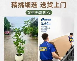 Pruning Methods for Bonsai Ficus (Techniques to Promote Healthier Growth of Bonsai Ficus)2