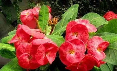 Five-star flower is cold-resistant, winter care tips are revealed (How to take care of five-star flowers in the cold season to ensure they have a comfortable winter?)2