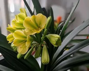 Key points for selecting fertilizer for Clivia Miniata (Creating the best fertilizer for caring for Clivia Miniata)0