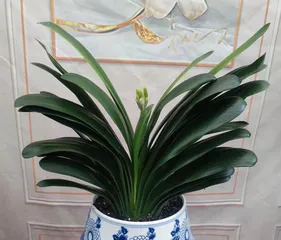 Key points for selecting fertilizer for Clivia Miniata (Creating the best fertilizer for caring for Clivia Miniata)1