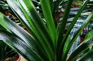 Key points for selecting fertilizer for Clivia Miniata (Creating the best fertilizer for caring for Clivia Miniata)2