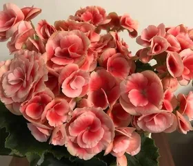 The Complete Guide to Caring for Begonias (Are they easy to grow? Cultivation methods? Key care tips? Let's find out together!)