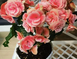 The Complete Guide to Caring for Begonias (Are they easy to grow? Cultivation methods? Key care tips? Let