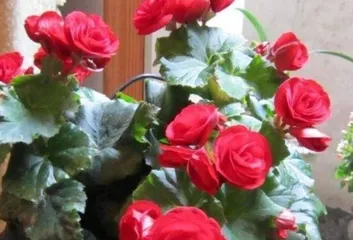 The Complete Guide to Caring for Begonias (Are they easy to grow? Cultivation methods? Key care tips? Let
