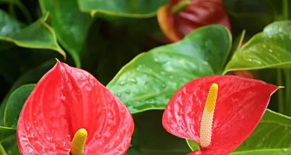 The Toxicity and Care Methods of Butterfly Melon (Understanding the safety issues of Butterfly Melon for more放心 indoor care)0