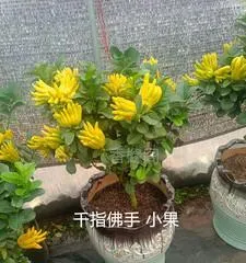 The care methods for pot-grown Buddha
