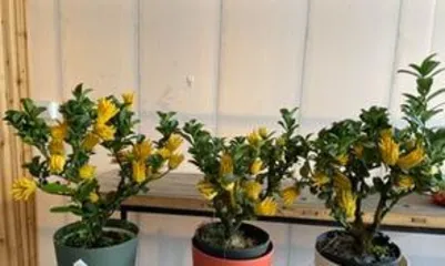 The care methods for pot-grown Buddha