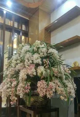 Growing orchids indoors is a breeze (Cultivating beautiful home spaces: Key care tips for orchids)0