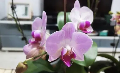 Growing orchids indoors is a breeze (Cultivating beautiful home spaces: Key care tips for orchids)1