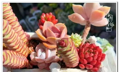 Guide to Caring for Indoor Plants in Northwest (15 Types of Indoor Plants to Bring More Life to Your Home)0