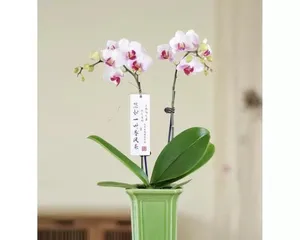 Growing orchids indoors is a breeze (Cultivating beautiful home spaces: Key care tips for orchids)2