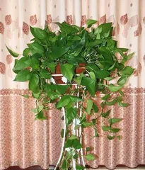 Guide to Caring for Indoor Plants in Northwest (15 Types of Indoor Plants to Bring More Life to Your Home)1