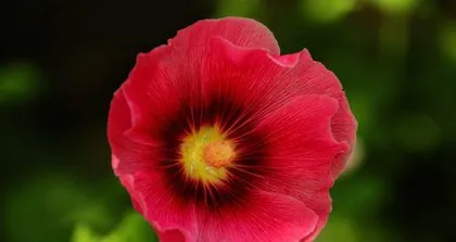 Guide to Caring for Indoor Plants in Northwest (15 Types of Indoor Plants to Bring More Life to Your Home)2