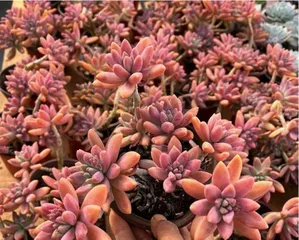 Complete Guide to Growing Echeveria 