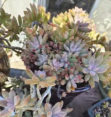 Complete Guide to Growing Echeveria 