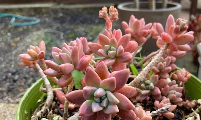 Complete Guide to Growing Echeveria 