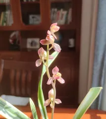 How to Care for Miniature Orchids (From Planting to Maintenance, These Tips Will Help You Easily Create a New Highlight in Your Garden)1