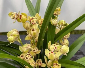How to Care for Miniature Orchids (From Planting to Maintenance, These Tips Will Help You Easily Create a New Highlight in Your Garden)2