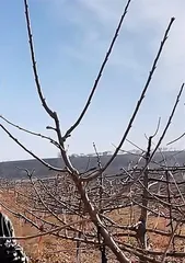 Can peach trees be planted in winter? (Peach tree survival and growth during the cold season, as well as its propagation and care)