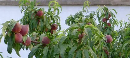 Can peach trees be planted in winter? (Peach tree survival and growth during the cold season, as well as its propagation and care)2