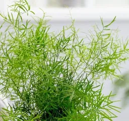 How to Scientifically Care for Asparagus: From Growing Environment to Detailed Maintenance, Everything You Need Is Here