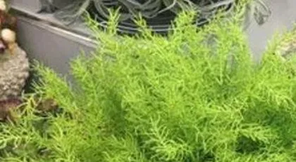 How to Scientifically Care for Asparagus: From Growing Environment to Detailed Maintenance, Everything You Need Is Here1