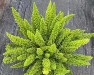 How to Scientifically Care for Asparagus: From Growing Environment to Detailed Maintenance, Everything You Need Is Here2