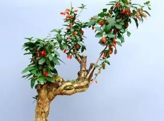 Coral Tree Care Guide (Coral Tree Growth, Nutrition, Propagation, Pruning, Diseases, and Prevention)