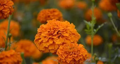 Growing and Caring for Marigolds (Complete Guide from Planting to Blooming, Best Choice for Autumn)0