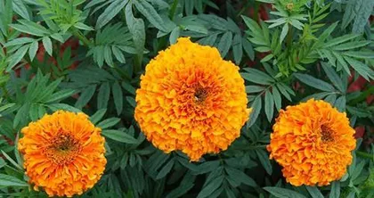 Growing and Caring for Marigolds (Complete Guide from Planting to Blooming, Best Choice for Autumn)1