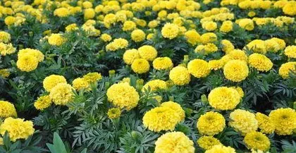 Growing and Caring for Marigolds (Complete Guide from Planting to Blooming, Best Choice for Autumn)2