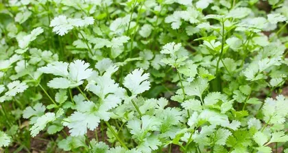 Western Cabbage Growing Guide (Time, Methods, Care - All in One)0