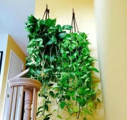 Green Fiddle Leaf Fig Winter Care Tips (Easy to Grow Even in Winter,)0