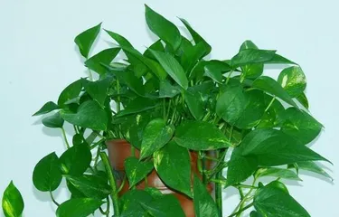 Green Pothos Care Tips (Exploring the Effectiveness of Watering Green Pothos with Beer and Precautions)