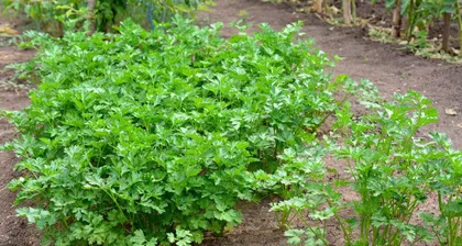Western Cabbage Growing Guide (Time, Methods, Care - All in One)2