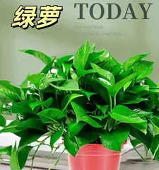 Green Fiddle Leaf Fig Winter Care Tips (Easy to Grow Even in Winter,)1