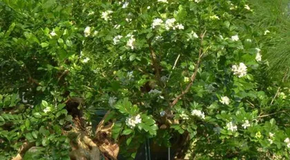 Winter Care Guide for Gardenia (Outdoor Placement: How to Keep Gardenia Cozy Through Winter?)
