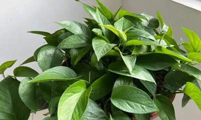 Green Pothos Care Tips (Exploring the Effectiveness of Watering Green Pothos with Beer and Precautions)1