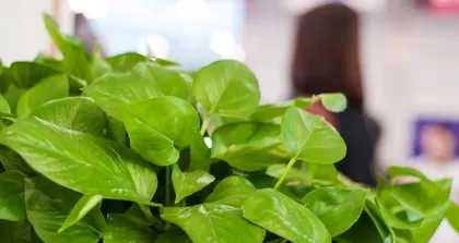 Green Fiddle Leaf Fig Winter Care Tips (Easy to Grow Even in Winter,)2