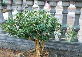 Winter Care Guide for Gardenia (Outdoor Placement: How to Keep Gardenia Cozy Through Winter?)1
