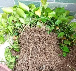 Green Pothos Care Tips (Exploring the Effectiveness of Watering Green Pothos with Beer and Precautions)2