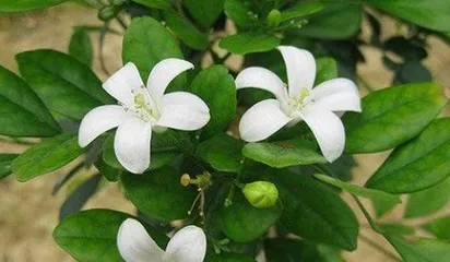 Winter Care Guide for Gardenia (Outdoor Placement: How to Keep Gardenia Cozy Through Winter?)2