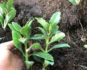 Green Paris Longevity Flower Care Tips (Creating the "Longevity Flower" in Your Garden)0