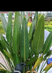 Is the bird of paradise toxic? Revealing indoor care tips! (Toxicity analysis, suitable environment, detailed care methods!)