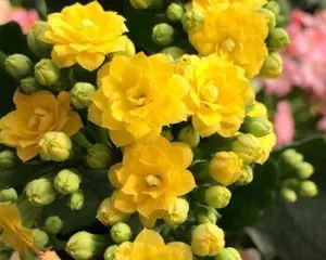 Green Paris Longevity Flower Care Tips (Creating the "Longevity Flower" in Your Garden)1