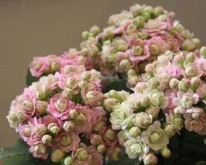 Green Paris Longevity Flower Care Tips (Creating the "Longevity Flower" in Your Garden)2
